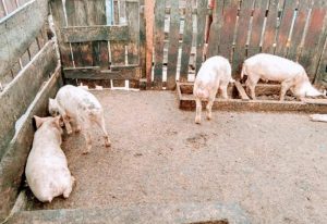 Read more about the article Over GHC720,000 lost to African Swine Fever at Saki