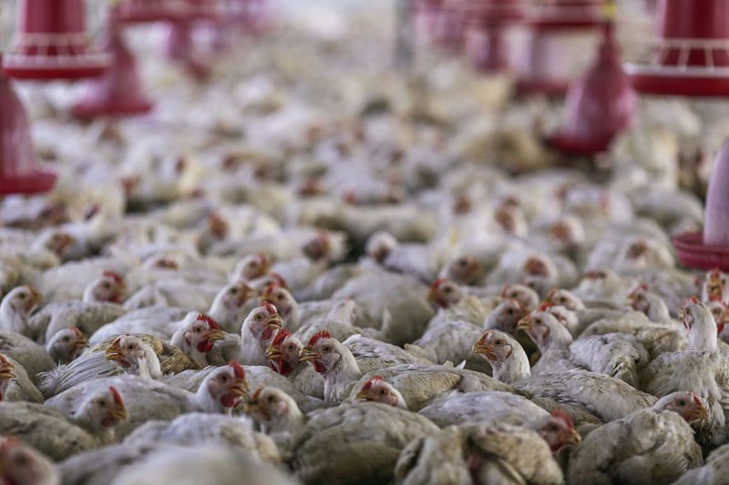 Read more about the article Bird flu outbreak affects 24 farms – Veterinary Services