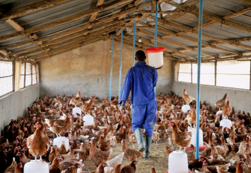 You are currently viewing Bird Flu: Affected farmers will be compensated
