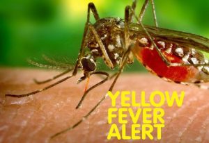 Read more about the article Central Region on high alert for yellow fever outbreak