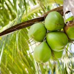 Is coconut farming a solution to galamsey and rural poverty?