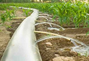 Read more about the article Irrigation can boost food security
