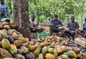 Read more about the article ICCO Secures Funding To Address Cadmium Contamination In Cocoa Beans