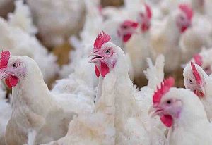 Read more about the article 80% poultry ventures fold up – Association