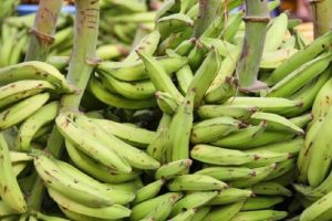 Read more about the article Health benefits of plantains, according to Dietician