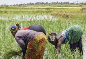 Read more about the article African Development Bank approves $11.7million to facilitate access to fertilizers for African Farmers