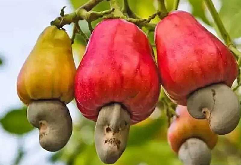You are currently viewing Cashew Nut Exports: Ghana’s credibility as source of quality cashew nuts at risk