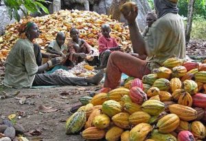 Read more about the article “Cocoa Production: 2022 / 2023 season first half supply by Ghana and Ivory Coast estimated to be 2.3m tonnes”