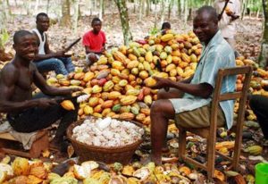 Read more about the article Cocoa farmers demand 72.5% rise in farm gate price