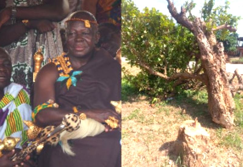 Read more about the article Heritage in Peril: FeyiaseHene summoned by Otumfuo to explain felling of 300-year old Cola Tree