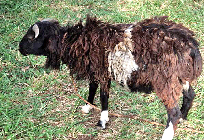 You are currently viewing A/R: 19yr old Aziz caught bonking a sheep