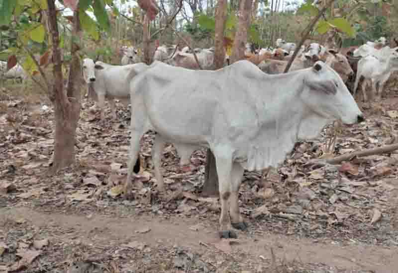You are currently viewing World Forest Day: Fulani menace still our challenge – Sunyani District FC Manager