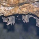 Ghana records another Marburg death