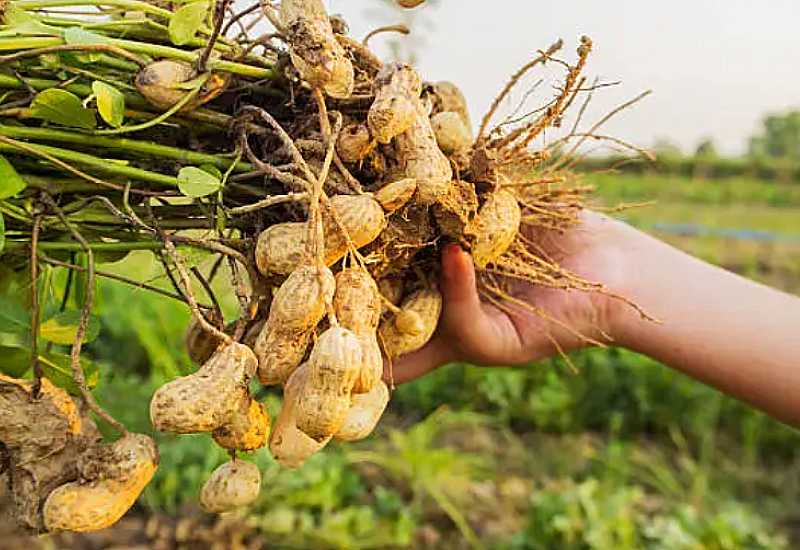 Read more about the article YoRI urges African government to make agriculture attractive to the youth