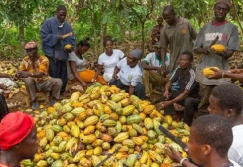 You are currently viewing Galamsey, Smuggling and bad weather slash Ghana’s cocoa revenue by $500m