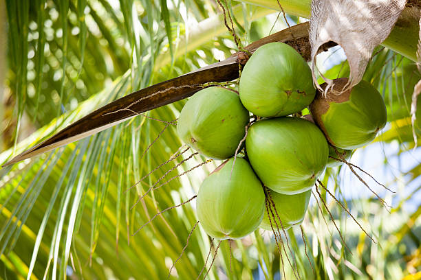 You are currently viewing Is coconut farming a solution to galamsey and rural poverty?
