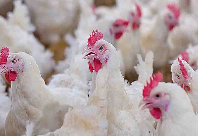 You are currently viewing 80% poultry ventures fold up – Association