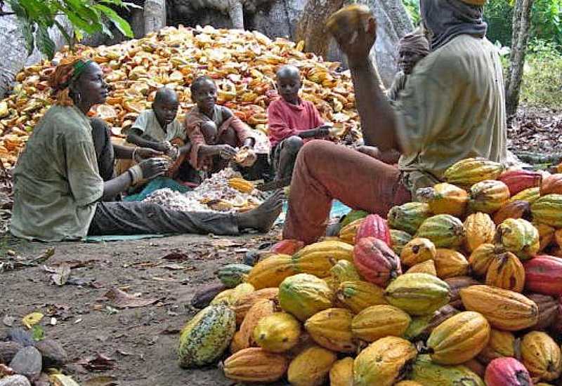 You are currently viewing Cocoa farmers threaten to sell farms to illegal miners if govt doesn’t increase price