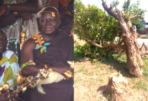 Read more about the article Heritage in Peril: FeyiaseHene summoned by Otumfuo to explain felling of 300-year old Cola Tree